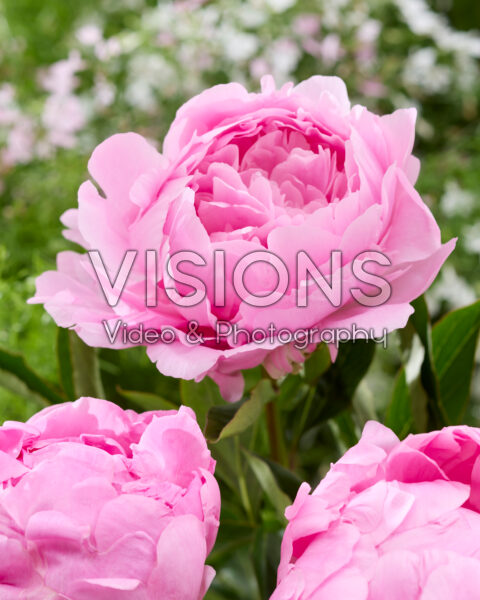 Paeonia Dinner Plate Paeonia Dinner Plate