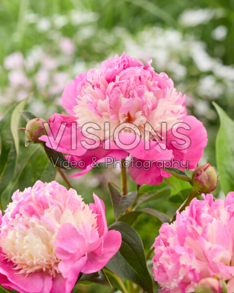 Paeonia She's My Star Paeonia She's My Star