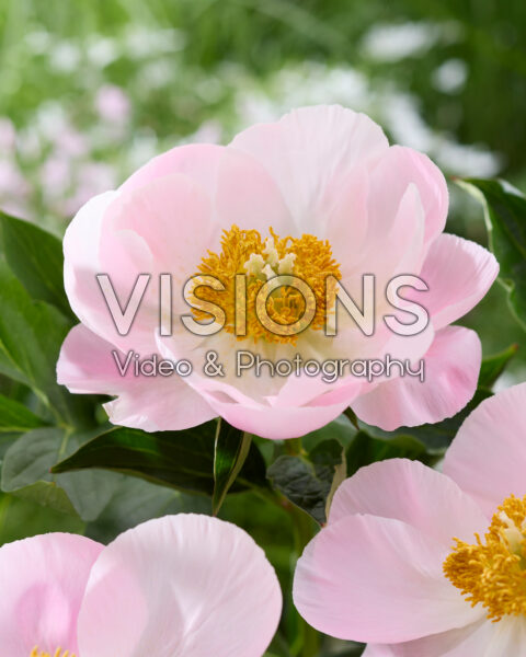 Paeonia Japanese Doll