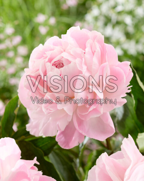 Paeonia Nick Shaylor Paeonia Nick Shaylor