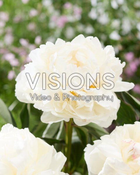 Paeonia Fringed Ivory Paeonia Fringed Ivory