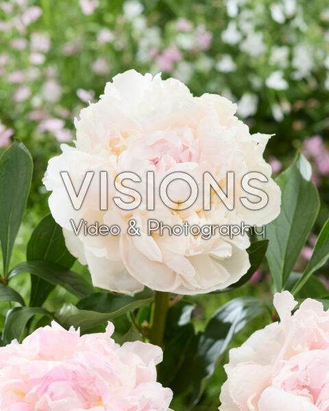 Paeonia Blush Queen