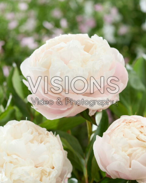Paeonia White Mystery Paeonia White Mystery