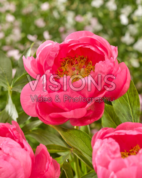 Paeonia Cytherea Paeonia Cytherea