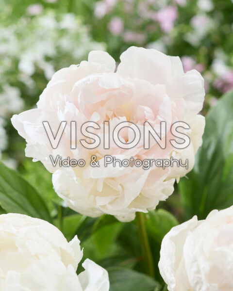 Paeonia Brother Chuck