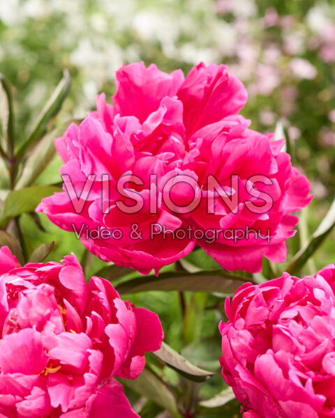 Paeonia Madame Jules Berthier Paeonia Madame Jules Berthier