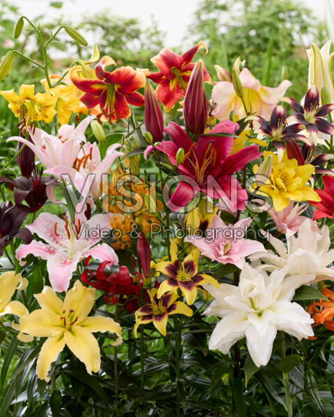 Lilium All Seasons mix Lilium All Seasons mix