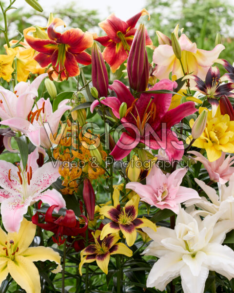 Lilium All Seasons mix Lilium All Seasons mix