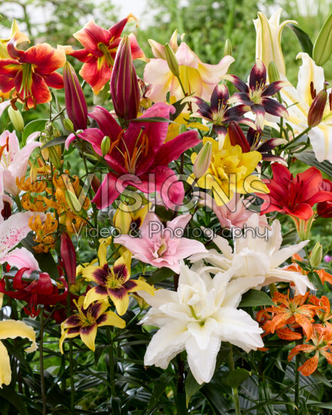 Lilium All Seasons mix