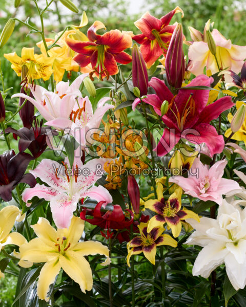 Lilium All Seasons mix Lilium All Seasons mix