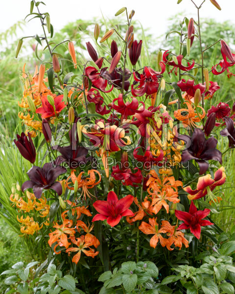 Lilium All Seasons mix Lilium All Seasons mix