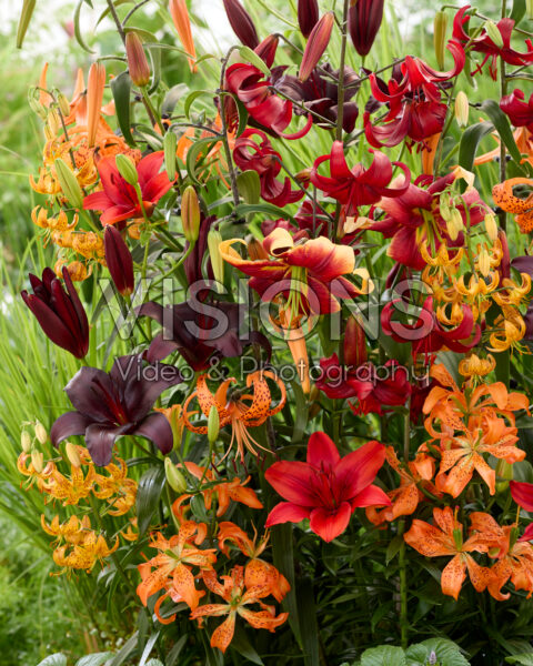 Lilium All Seasons mix Lilium All Seasons mix