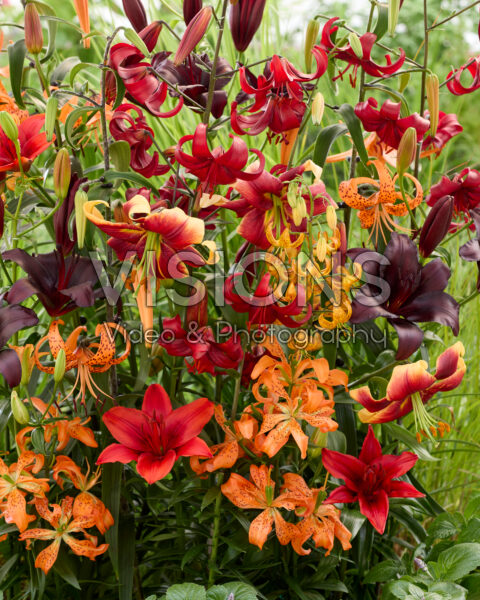 Lilium All Seasons mix