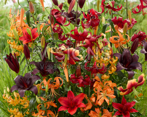 Lilium All Seasons mix Lilium All Seasons mix
