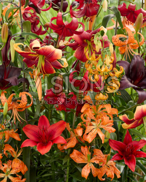 Lilium All Seasons mix Lilium All Seasons mix