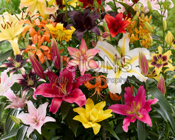 Lelie All Seasons mix Lelie All Seasons mix