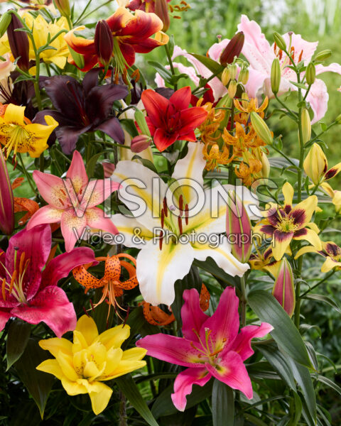 Lilium All Seasons mix Lilium All Seasons mix