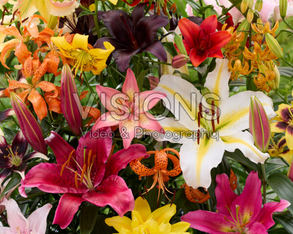 Lilium All Seasons mix Lilium All Seasons mix