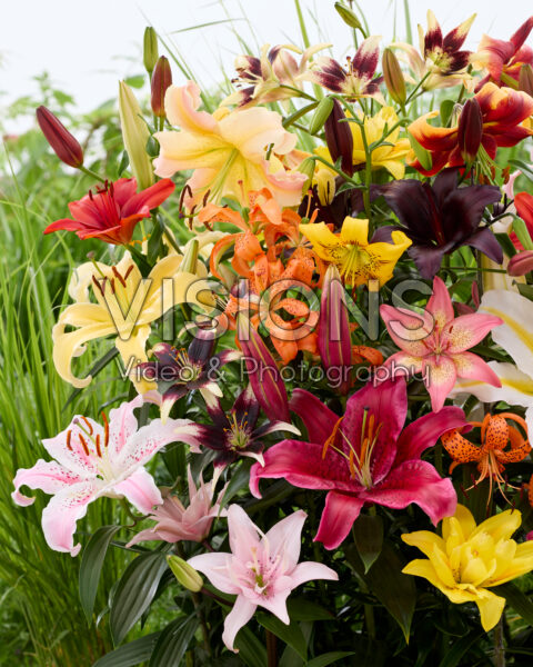 Lilium All Seasons mix Lilium All Seasons mix