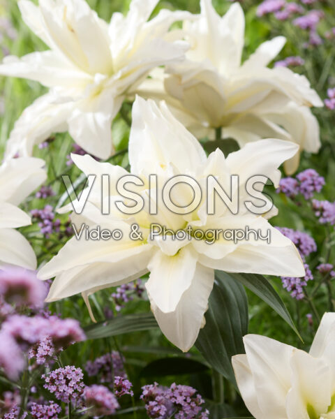 Lilium Amsterdam