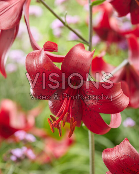 Lilium Red Velvet Lilium Red Velvet