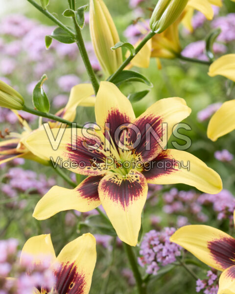 Lilium Pieton Lilium Pieton