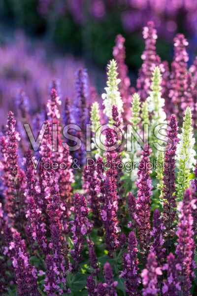 Salvia nemorosa Sensation® mix Salvia nemorosa Sensation® mix