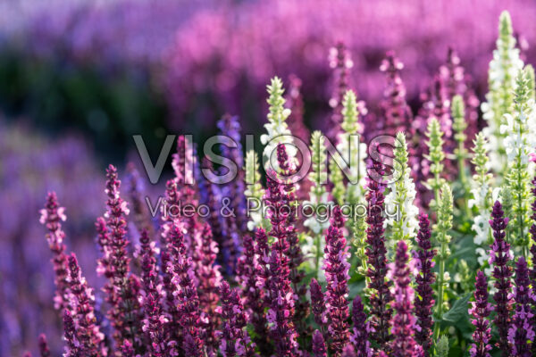 Salvia nemorosa Sensation® mix Salvia nemorosa Sensation® mix