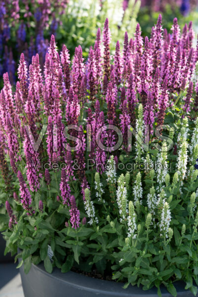Salvia nemorosa Sensation® mix Salvia nemorosa Sensation® mix