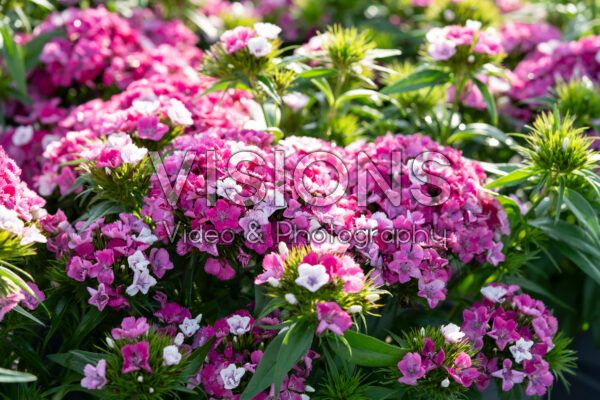 Dianthus barbatus Dart Pink Magician