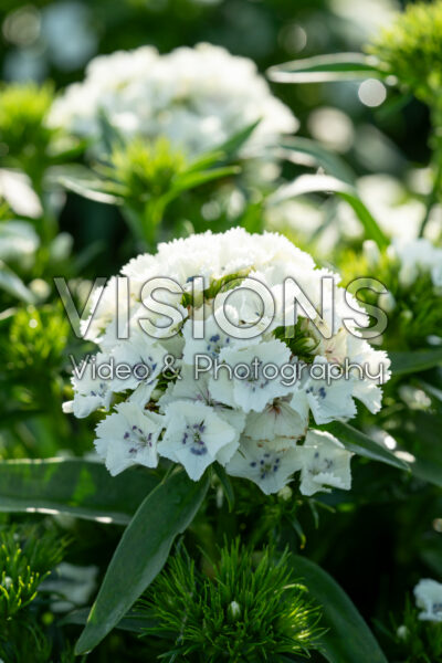 Dianthus barbatus Dart White Dianthus barbatus Dart White