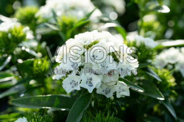 Dianthus barbatus Dart White