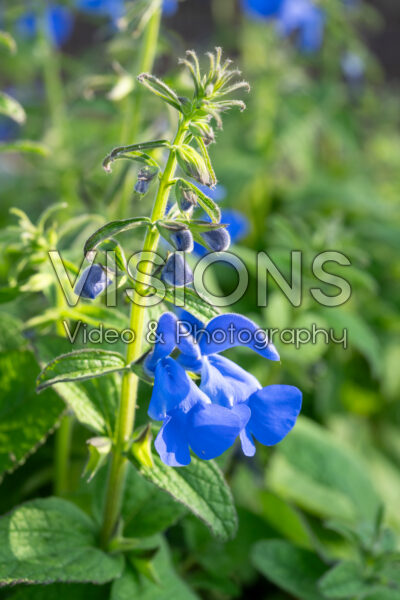 Salvia patens Patio Dark Blue Salvia patens Patio Dark Blue