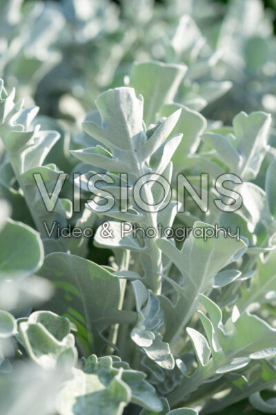 Centaurea ragusina Silver Swirl Centaurea ragusina Silver Swirl