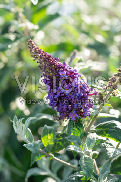 Buddleja davidii Chrysalis™ Blue Buddleja davidii Chrysalis™ Blue