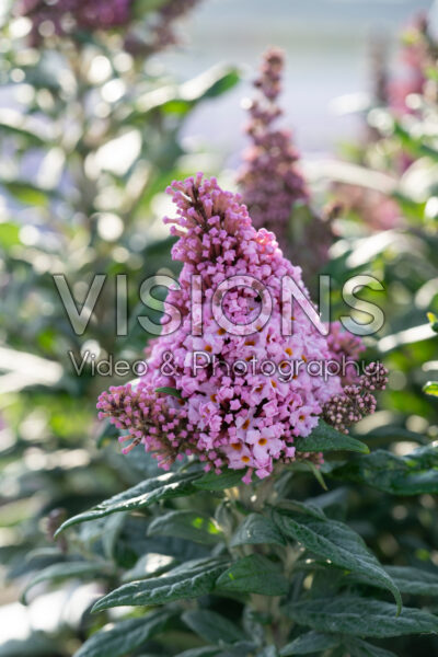 Buddleja davidii Little Rockstars® Pink