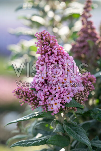 Buddleja davidii Little Rockstars® Pink Buddleja davidii Little Rockstars® Pink