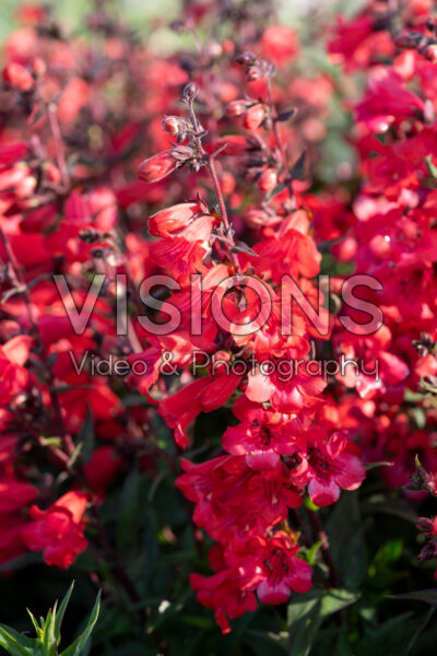 Penstemon hartwegii Mountain Treats Red Penstemon hartwegii Mountain Treats Red