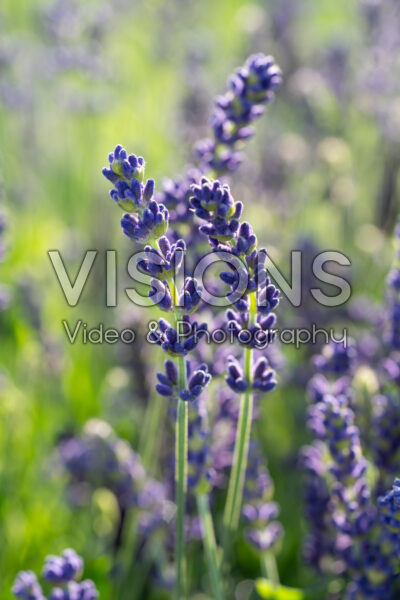 Lavandula angustifolia Spear Blue