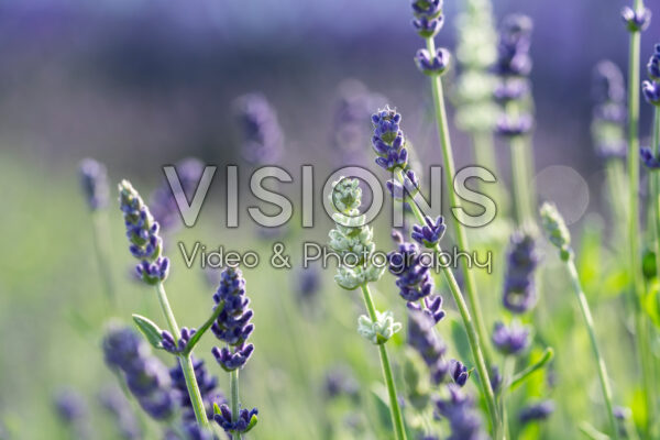 Lavandula angustifolia Ardèche® MixMasters® Air Force Lavandula angustifolia Ardèche® MixMasters® Air Force