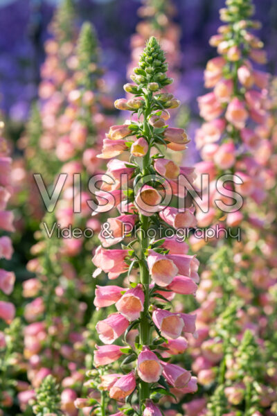 Digitalis Arctic Fox Rose
