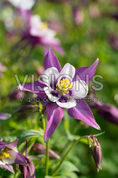 Aquilegia caerulea Earlybird™ Purple White bicolour Aquilegia caerulea Earlybird™ Purple White bicolour