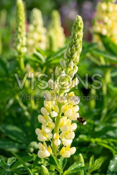 Lupinus Legendary Yellow Shades