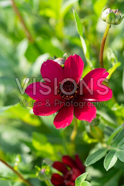 Cosmos atrosanguineus Cherry Chocolate Cosmos atrosanguineus Cherry Chocolate