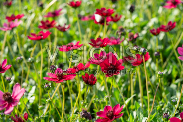 Cosmos atrosanguineus Cherry Chocolate
