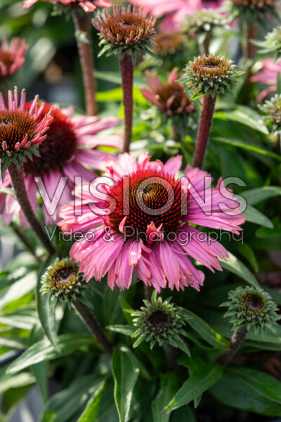 Echinacea purpurea SunMagic Vintage Ruby Brilliant Rose Echinacea purpurea SunMagic Vintage Ruby Brilliant Rose
