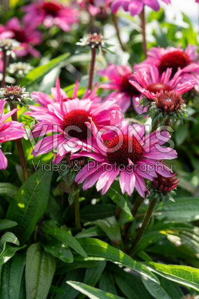 Echinacea purpurea SunMagic Vintage Hot Pink