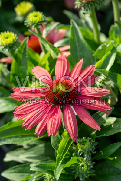 Echinacea purpurea SunMagic Vintage Watermelon Echinacea purpurea SunMagic Vintage Watermelon