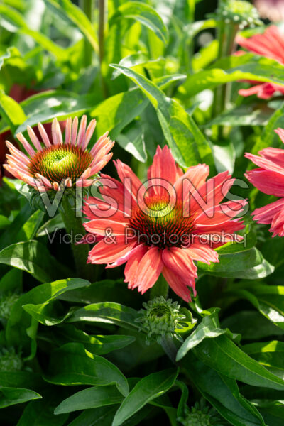 Echinacea purpurea SunMagic Vintage Watermelon Echinacea purpurea SunMagic Vintage Watermelon