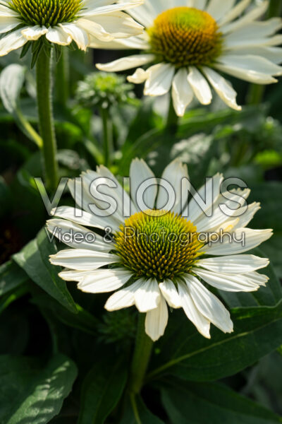 Echinacea purpurea SunMagic Vintage Pearl White